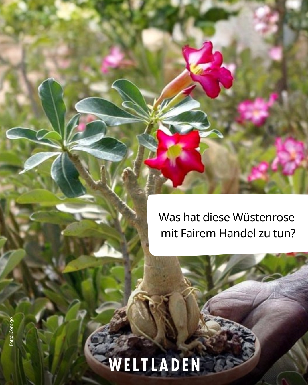 04_13 Tag der Pflanzenfreundinnen Wüstenrose, Contigo