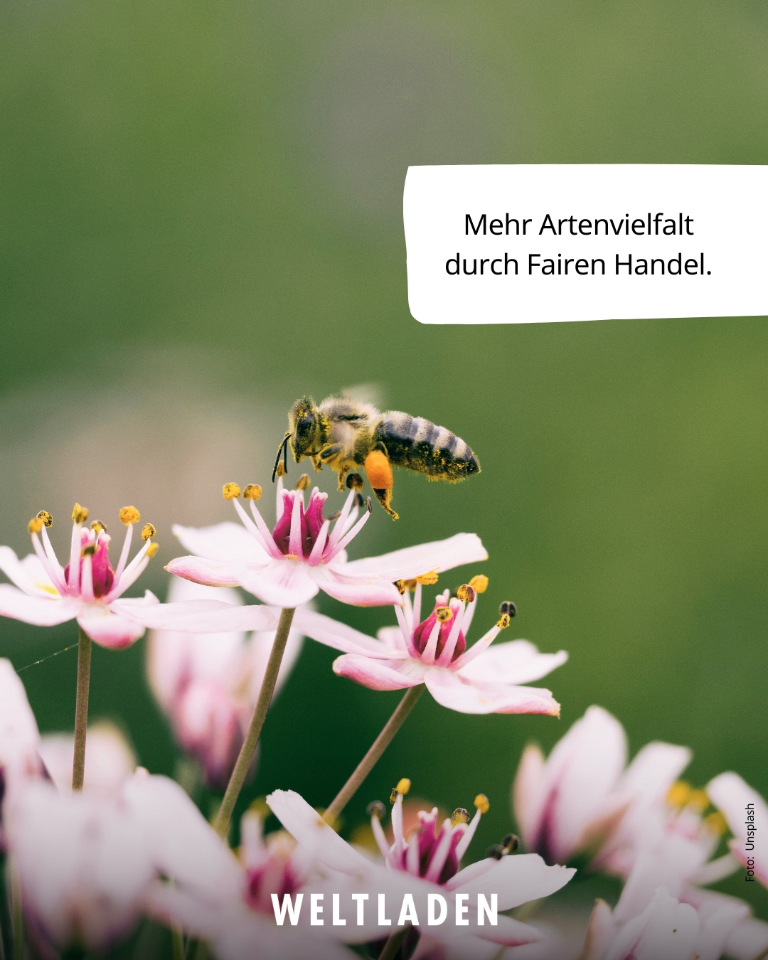SoMe Artenvielfalt 02